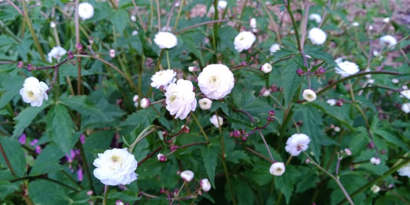 Ranunculus aconitifolius 'Pleniflorus' Лютик борецелистный